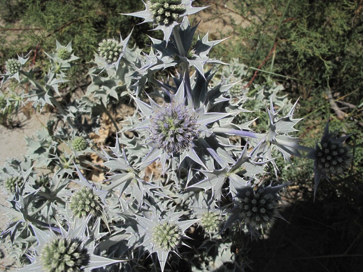 Eryngium maritimum